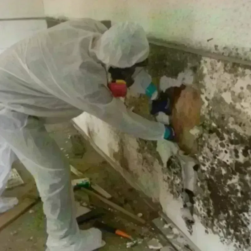 Mold Remediation and Removal in Clinton County, PA